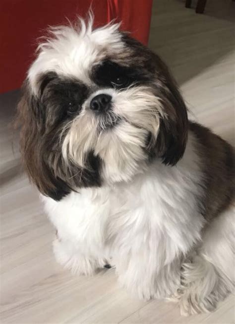 Tosa para Shih Tzu: conheça as mais indicadas .